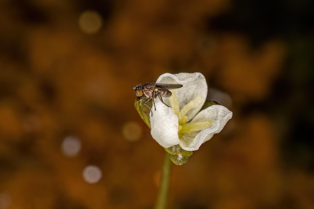 Erwachsene Landfliege