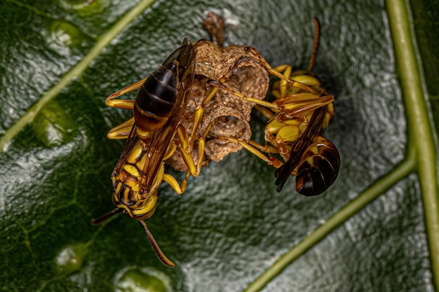 Erwachsene lang taillierte Papierwespen