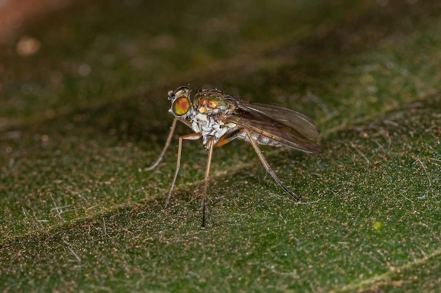 Erwachsene Langbeinige Fliege der Familie Dolichopodidae