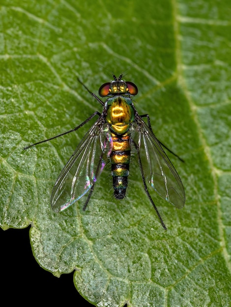 Erwachsene Langbeinige Fliege der Familie Dolichopodidae