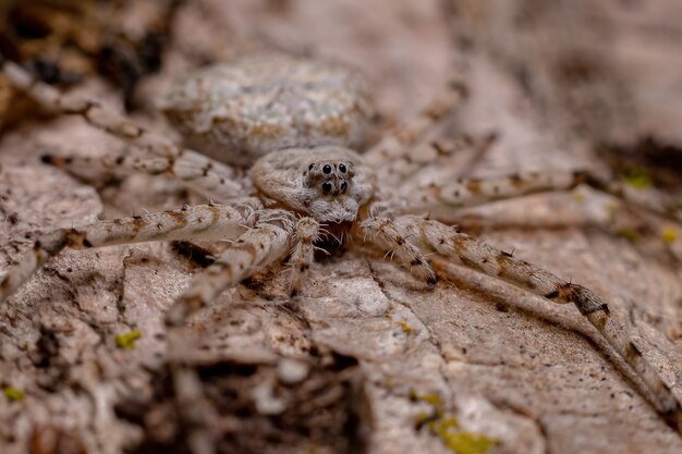 Erwachsene Langspinneret Spinne der Familie Hersiliidae