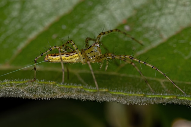 Erwachsene Luchsspinne der Art Peucetia rubrolineata