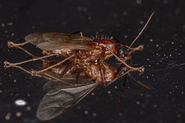 Erwachsene männliche geflügelte Zimmermannsameise der Gattung Camponotus