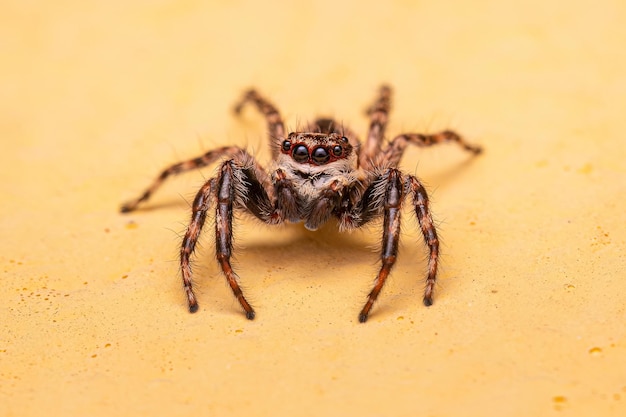 Erwachsene männliche graue Wand springende Spinne