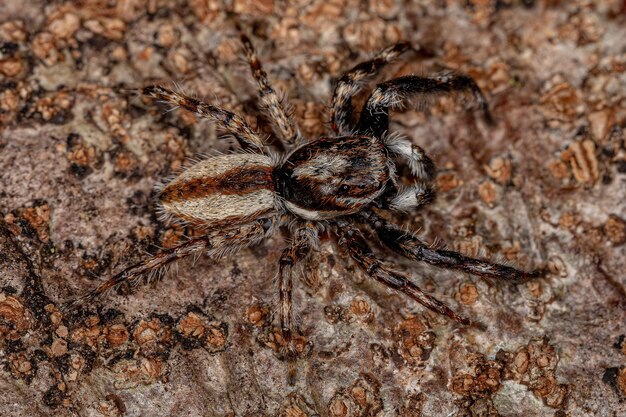 Erwachsene männliche Grey Wall Jumping Spider der Art Menemerus bivittatus