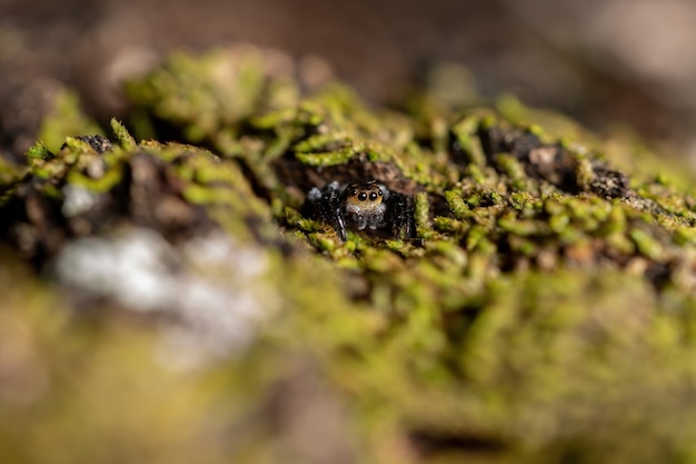 Erwachsene männliche springende Spinne der Gattung Corythalia auf einem Stamm, der mit Moosarten gefüllt ist, die auf vorzeitige Ameisen spezialisiert sind