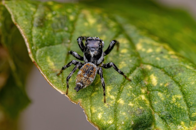 Erwachsene männliche Springspinne der Gattung Pachomius