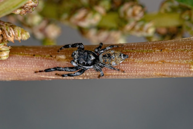 Erwachsene männliche Springspinne der Gattung Pachomius