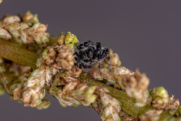 Erwachsene männliche springspinne der gattung pachomius