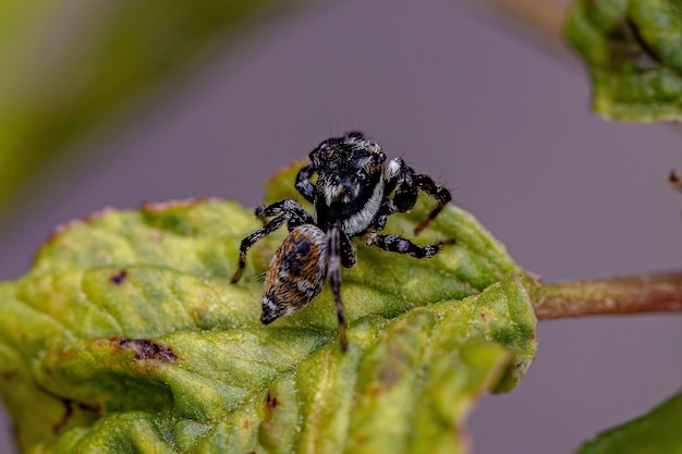 Erwachsene männliche Springspinne der Gattung Pachomius