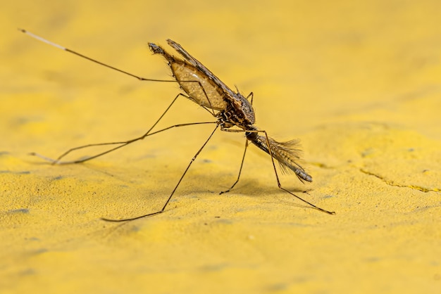 Erwachsene Malaria-Mücke