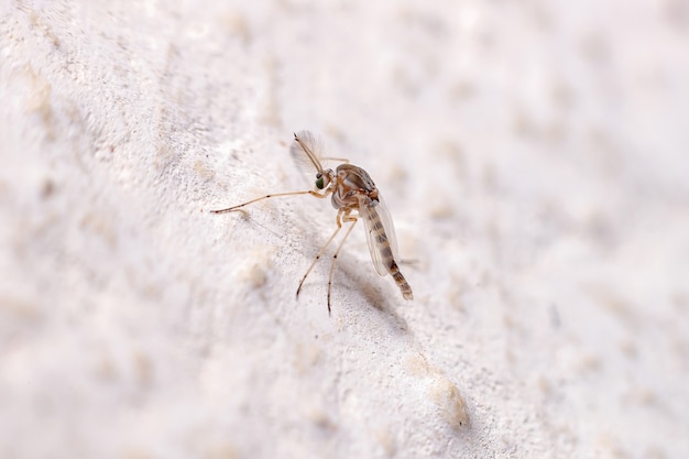 Erwachsene nicht beißende mücke der familie chironomidae
