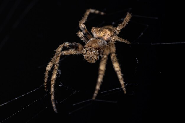 Erwachsene Orbweaver-Spinne der Familie Araneidae