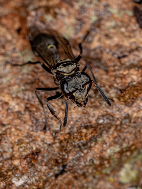 Erwachsene Papierwespe der Gattung Metapolybia