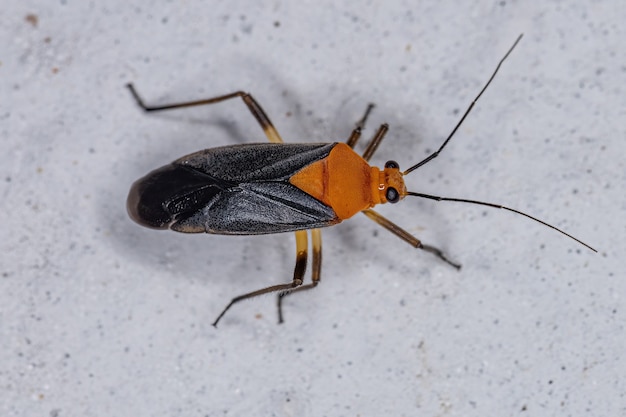 Erwachsene Pflanzenwanze der Familie Miridae