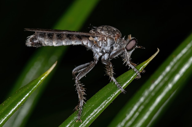 Erwachsene Raubfliege der Familie Asilidae