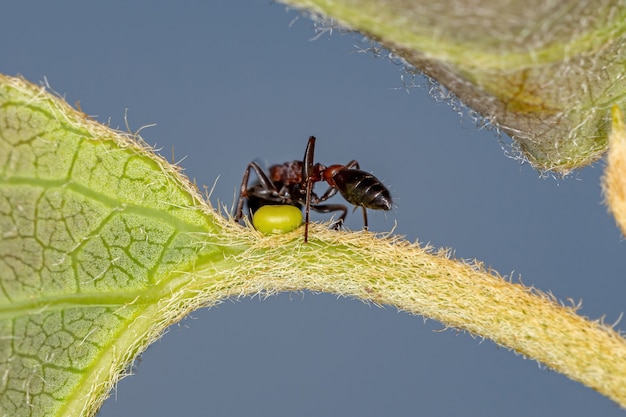 Erwachsene rote Zweigameise der Gattung Pseudomyrmex, die auf dem extrafloralen Nektar einer Pflanze isst