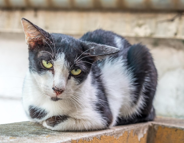 Erwachsene schwarz-weiße Katze lag mit langweiligem Gesicht auf dem Korridor im Garten im Hinterhof