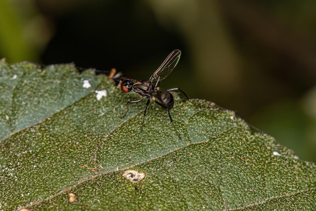 Erwachsene schwarze Aasfresserfliege