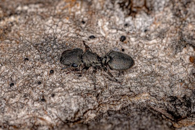 Erwachsene schwarze Schildkrötenameise der Gattung Cephalotes