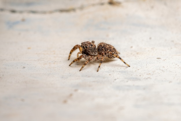 Erwachsene springende Spinne der Art Marma nigritarsis