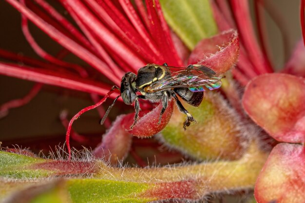 Erwachsene stachellose Biene der Gattung Paratrigona in einer Flaschenbürste rote Blume