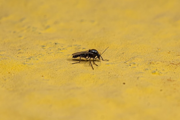 Erwachsene Stechmücke