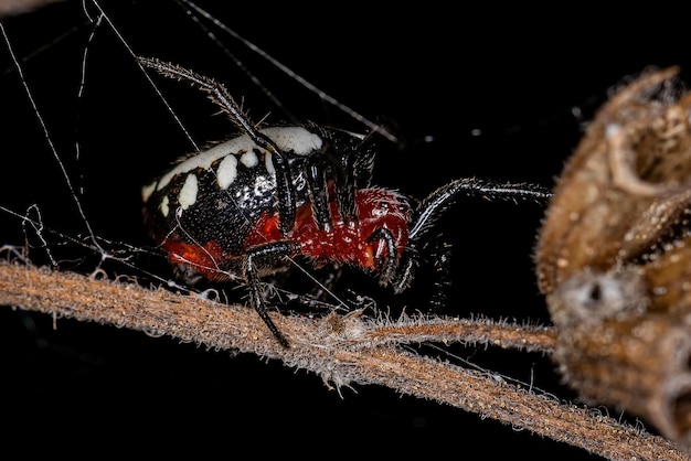 Erwachsene typische Orbweaver-Spinne