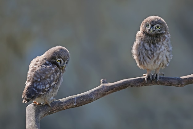 Erwachsene und junge kleine Eulen (Athene noctua) befinden sich in der Nähe des Nestes in einem natürlichen Lebensraum.