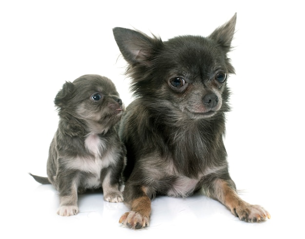 Erwachsene und Welpen Chihuahua