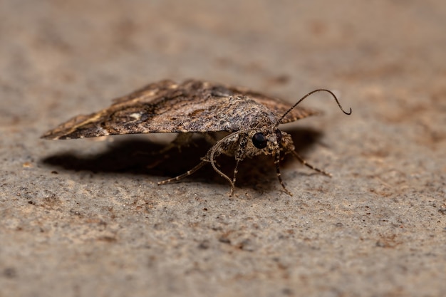 Erwachsene Underwing Motte der Familie Erebidae