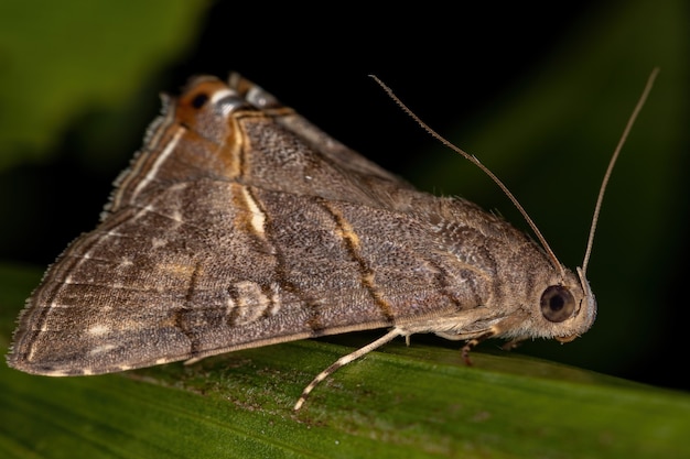 Erwachsene Unterflügelmotte des Stammes Eulepidotini