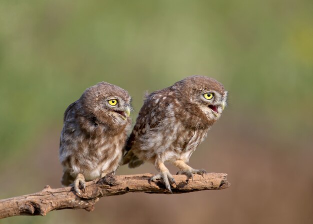 Erwachsene Vögel und kleine Eulenküken Athene noctua sind aus nächster Nähe