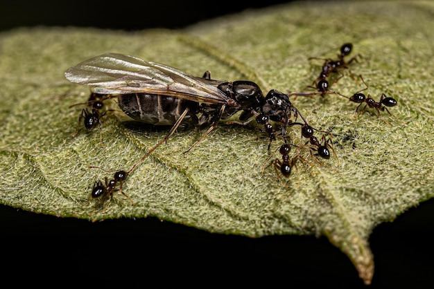 Erwachsene weibliche Dickköpfige Ameisen jagen auf einer erwachsenen weiblichen Ameisenkönigin