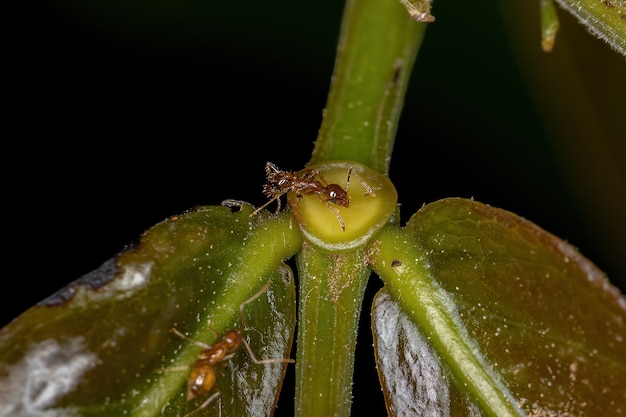 Erwachsene weibliche Großkopfameise der Gattung Pheidole, die auf dem extrafloralen Nektar einer Pflanze isst