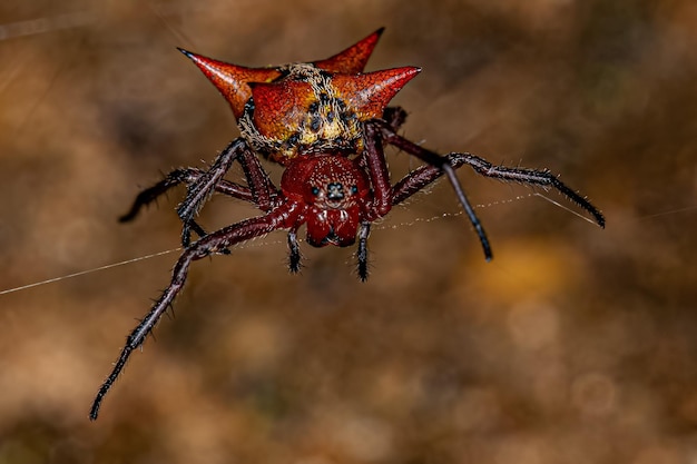 Erwachsene weibliche Orbweaver