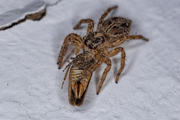 Erwachsene weibliche Pantropische Springspinne der Art Plexippus paykulli Jagd auf einen erwachsenen Typischen Blattzikade der Familie Cicadellidae