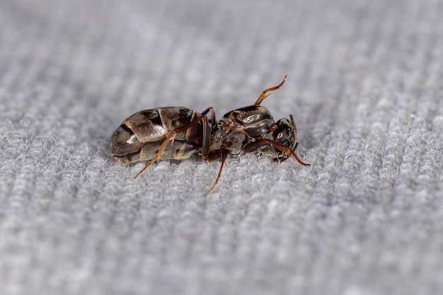 Erwachsene weibliche Pyramidenkönigin Ameise der Gattung Dorymyrmex