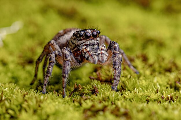 Foto erwachsene weibliche sprungspinne der gattung freya