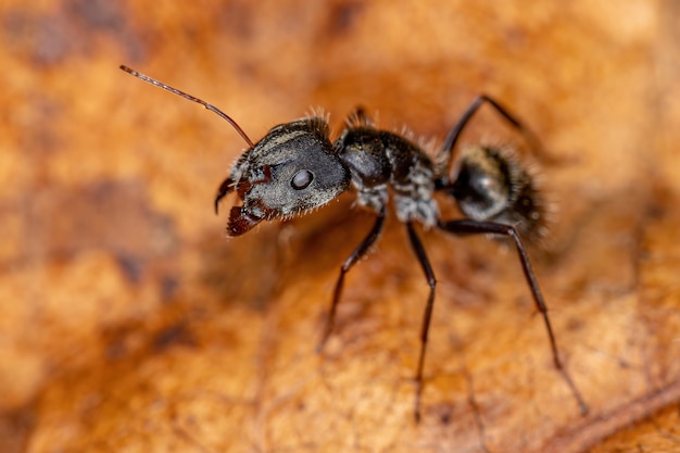 Erwachsene weibliche Tischlerameise der Gattung Camponotus