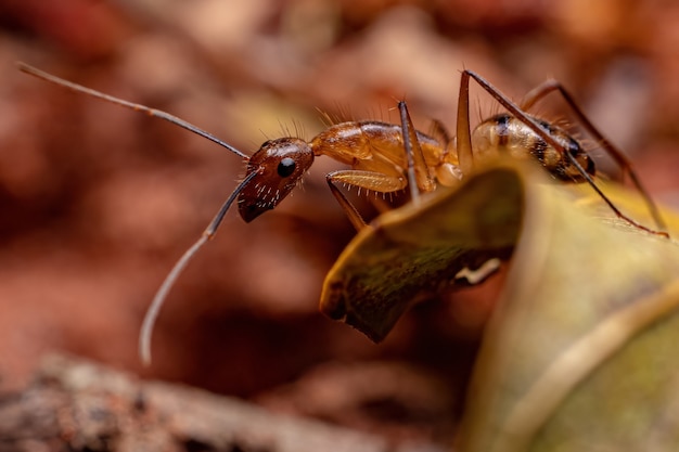 Erwachsene weibliche Tischlerameise der Gattung Camponotus