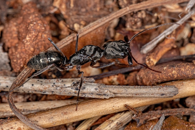 Erwachsene weibliche Trap-Kiefer-Königin Ameise der Gattung Odontomachus