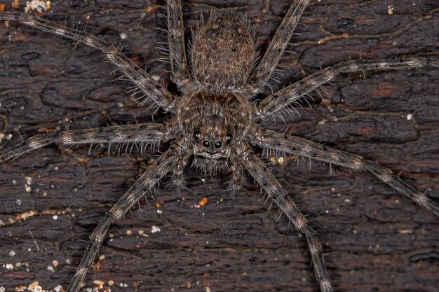 Foto erwachsene weibliche trechaleid-spinne der familie trechaleidae