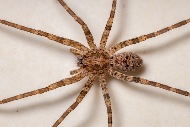 Foto erwachsene weibliche wanderspinne der gattung nothroctenus