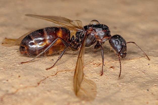 Erwachsene weibliche Zimmermannskönigin Ameise der Gattung Camponotus