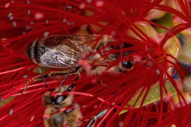 Erwachsene Westliche Honigbiene der Art Apis mellifera bestäubt Flaschenbürstenblüten