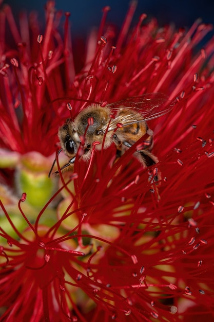 Erwachsene Westliche Honigbiene der Art Apis mellifera bestäubt Flaschenbürstenblüten