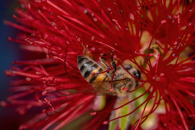 Erwachsene Westliche Honigbiene der Art Apis mellifera bestäubt Flaschenbürstenblüten
