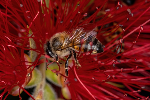 Erwachsene Westliche Honigbiene der Art Apis mellifera bestäubt Flaschenbürstenblüten