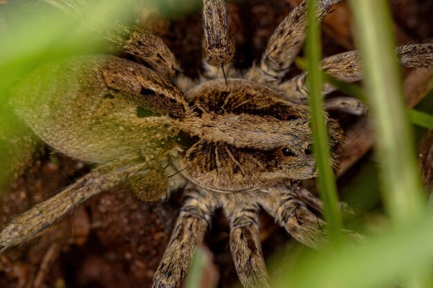 Erwachsene Wolfsspinne der Familie Lycosidae